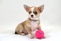 Tennins Player - Chihuahua Pyppy with Tennis Ball Royalty Free Stock Photo